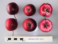 Cross section of Maypole, National Fruit Collection (acc. 1987-043).jpg