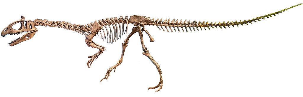 Cryolophosaurus skeleton
