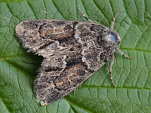 Cryphia fraudatricula (40347130504).jpg