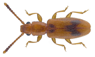 <i>Cryptamorpha desjardinsii</i> Species of beetle