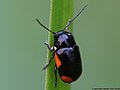 Cryptocephalus moraei (Linnaeus, 1758)