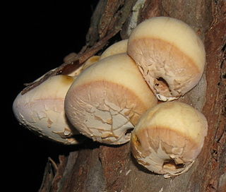 <i>Cryptoporus</i>