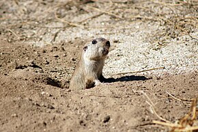 Descrição da imagem Ctenomys tucumanus.jpg.