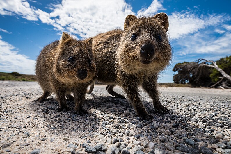 Curious quokka twins (27802025295).jpg