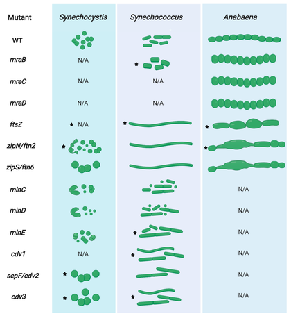 Cyanobacterial cell division and cell growth mutant phenotypes in Synechocystis, Synechococcus, and Anabaena. Stars indicate gene essentiality in the respective organism. While one gene can be essential in one cyanobacterial organism/morphotype, it does not necessarily mean it is essential in all other cyanobacteria. N/A indicates that no mutant phenotypes have been described. WT: wild type. Cyanobacterial cell division and cell growth mutant phenotypes.png