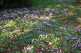 naturalized Cyclamen hederifolium in Charente