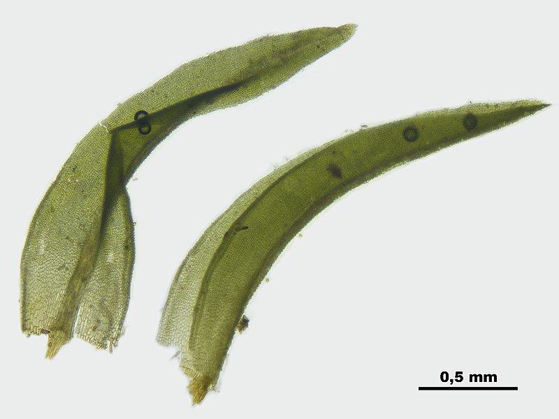 File:Cynodontium gracilescens (c, 141207-472452) 8945.JPG