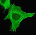 Cytokeratin filaments
