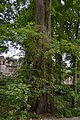 Deutsch: Ulme Parkstrasse Ecke Plantanenstrasse in Schöneiche bei Berlin; Naturdenkmal; etwa 150 Jahre alte Feldulme (Ulmus minor) am Jägergraben, umgeben von weiteren Ulmen sowie Eichen. English: Elm at the Fredersdorfer Weg in Schöneiche bei Berlin; Natural monument; Ulmus minor at the Jägergraben, about 150 years old, surrouded by more Elms and oaks.