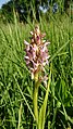 Dactylorhiza incarnata Germany - Taubergießen