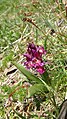 Dactylorhiza sambucina Germany - Brend