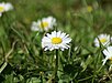 Daisies-Focus.jpg