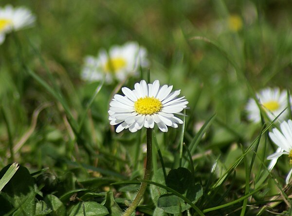 The distance range in which objects appear clear and sharp, called depth of field, can be adjusted by many cameras. This allows a photographer to cont