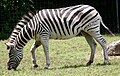 Damara Zebra