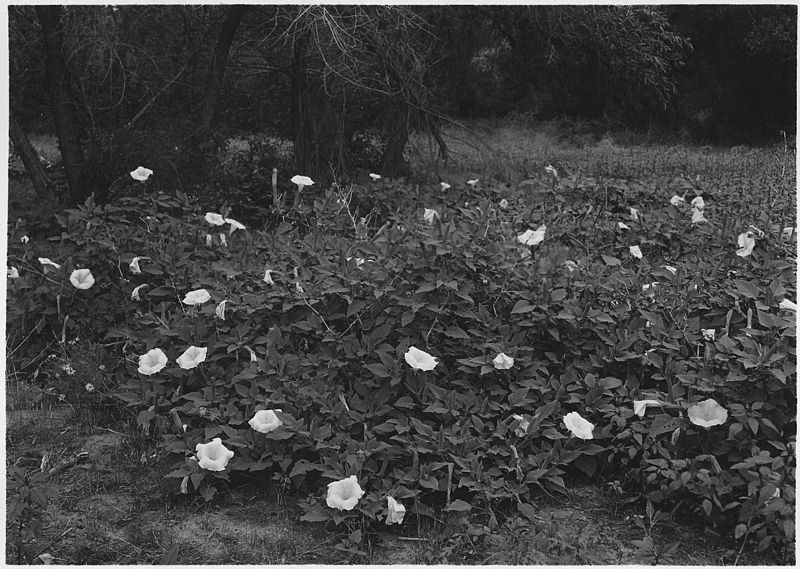 File:Datura growth in Zion. Datura meteloides. Flower white. Leaves deep green. - NARA - 520508.jpg