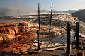 Arbres morts aux Mammoth Hot Springs