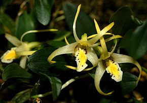 Descrição da imagem Dendrobium stelliferum Orchi 2012-09-21 162.jpg.