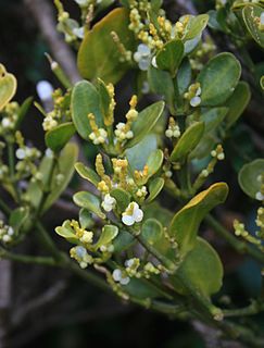 <i>Dendrophthora</i> Genus of Santalaceae plants