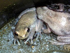 Desert Tree Frogs.jpg görüntüsünün açıklaması.