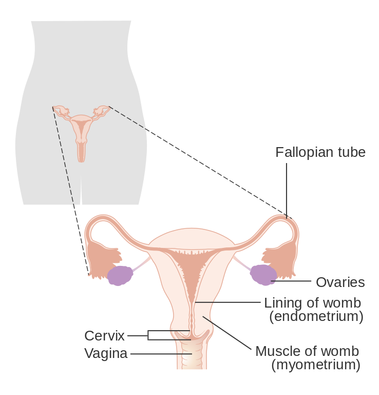 File:Diagram showing the parts of the female reproductive ...