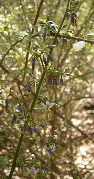 File:Dianella flowers.jpg