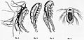 Die Gartenlaube (1876) b 812.jpg Notopterophorus papilio (Rückenflügelträger)