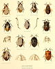 Dinidoridae Plate from Genera Insectorum 1913.jpg