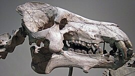 Skull of Daeodon Dinohyus hollandi (fossil mammal) (Harrison Formation, Lower Miocene; Agate Springs Fossil Quarry, Nebraska, USA) 8 (33542317891).jpg