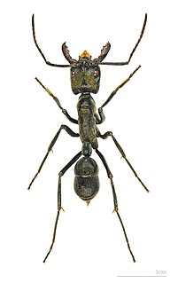 <i>Dinoponera</i> Genus of ants