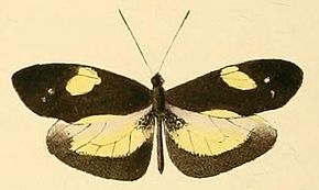 Beskrivelse av Dismorphia zathoe2.JPG-bilde.