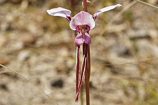 <i>Diuris arenaria</i> Species of orchid