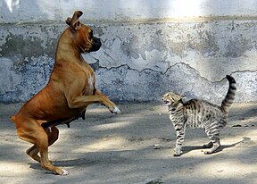 A dog on hind legs and a cat hissing with an arched back
