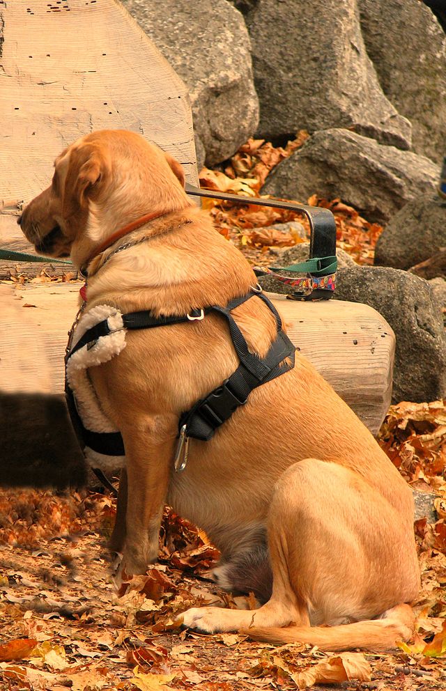 Виды Поводков Для Собак Фото С Названиями