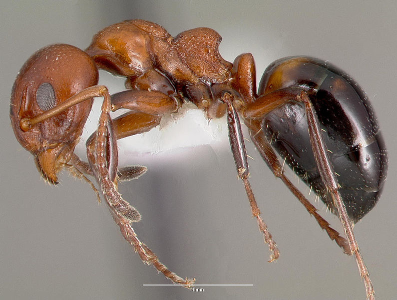 File:Dolichoderus mariae casent0003312 profile 1.jpg