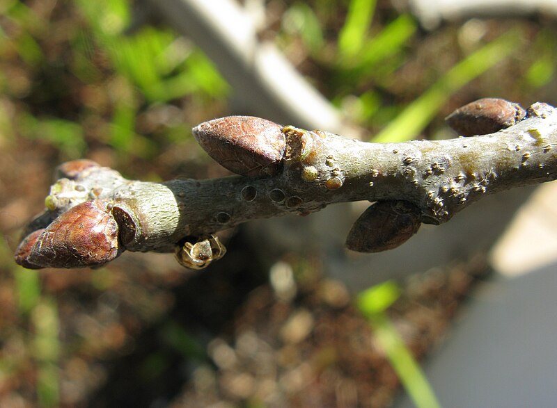 File:Dormant buds on twig of English Oak Quercus robur 5523.jpg