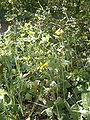 Nederlands: Deze foto toont de hartbladzonnebloem English: This phto shows Doronicum pardalianches