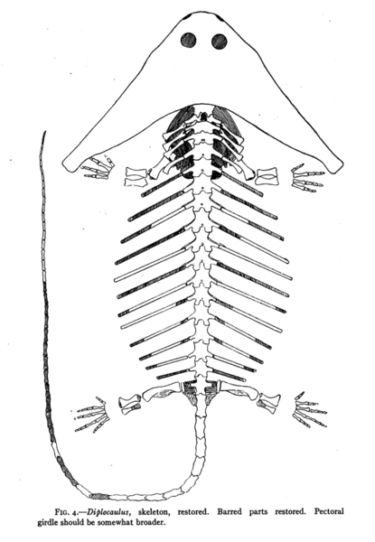 File:Douthitt Diplocaulus skeletal.png