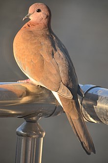 Laughing dove, Iran Dove Iran.jpg