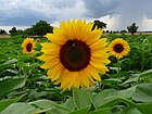 Introduced around the globe, the sunflower was one of the few crops of the Eastern Agricultural Complex not replaced by the Three Sisters. Drei Sonnenblumen im Feld.JPG