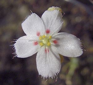 Drosera ennabba, flower
