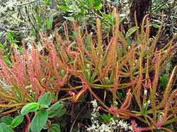 Drosera magnifica10. jpg