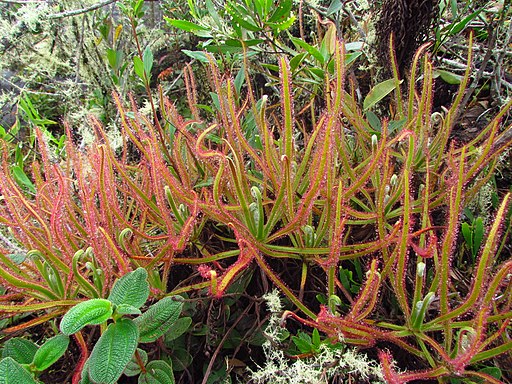 photo of Drosera magnifica