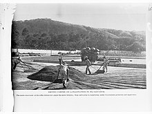 Drying coffee on a Salvadoran plantation in 1905 Drying coffee on a plantation in El Salvador(GN03500).jpg