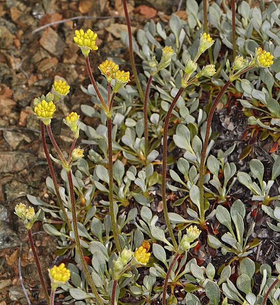 File:Dubakella Mountain buckwheat imported from iNaturalist photo 84084208 on 12 March 2024.jpg