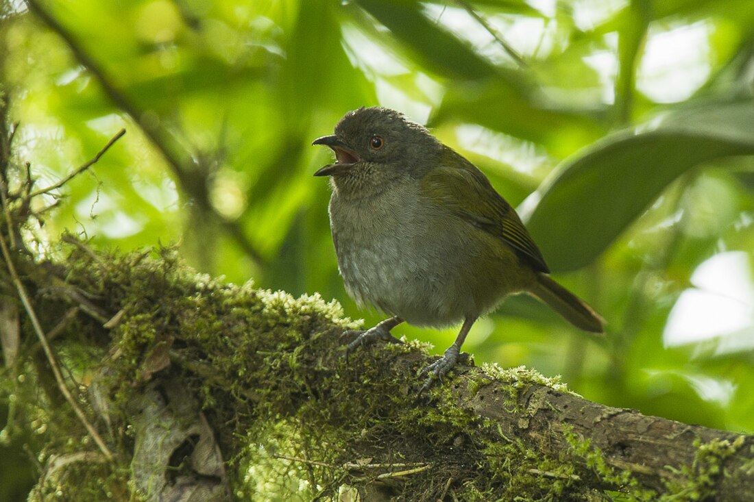 Dusky chlorospingus