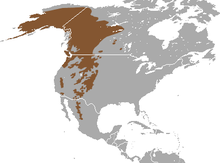 Montane shrew - Wikipedia