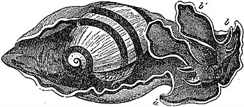 EB1911 Gastropoda - Bulla vexillum.jpg