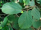 East Indian screw tree (Helicteres isora) foliage at Kambalakonda 09.JPG