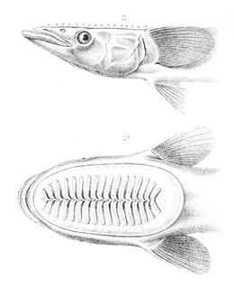 Régi rajzok a hal fejéről