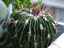 Echinofossulocactus.jpg